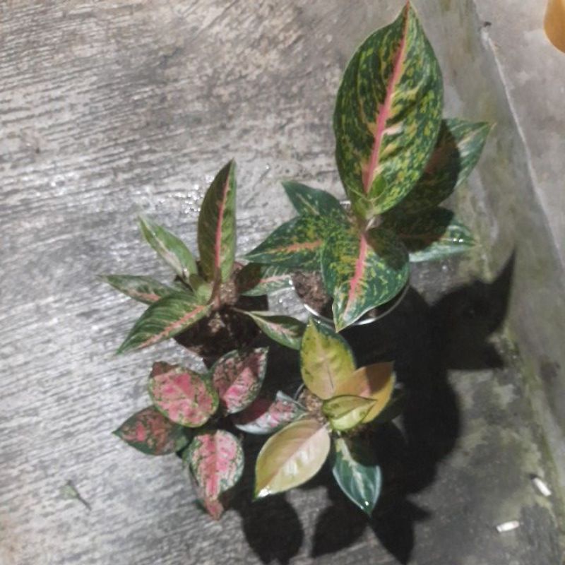 paket 4 aglonema big papa,legacy hijau,sb,dut
