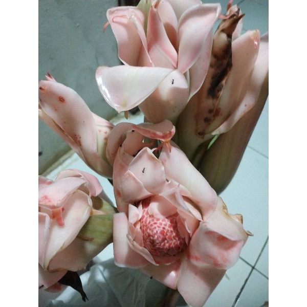 

ROMBEH / KECOMBRANG / KECOMBRANG SEGAR PER 100gram