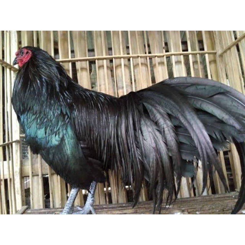 

TELUR AYAM HIAS BLACK SUMATERA FERTIL