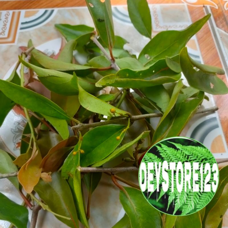 

Daun benalu mangga segar 500 grm
