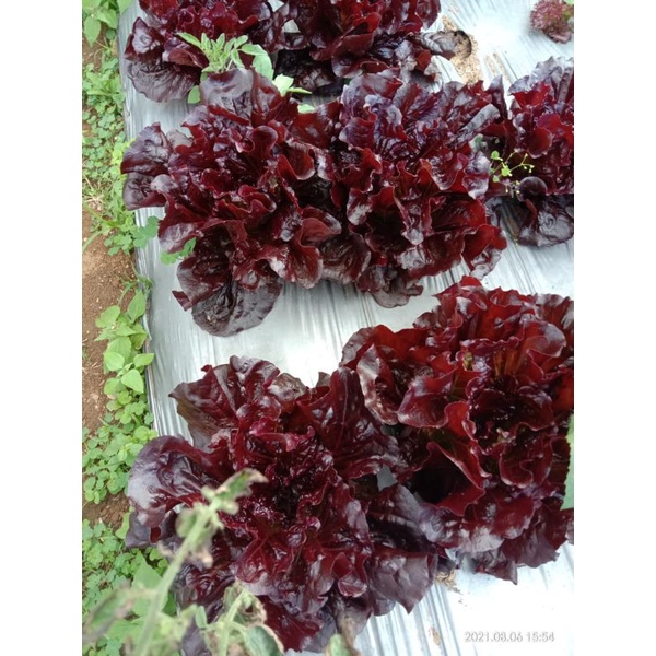 

RED OAKLEAF