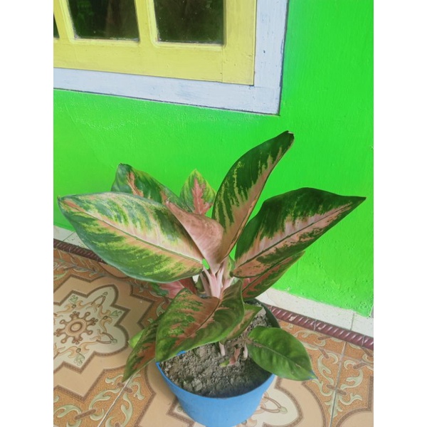 AGLONEMA KOCHIN CAMELEON