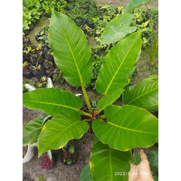 philodendron melodii dewasa