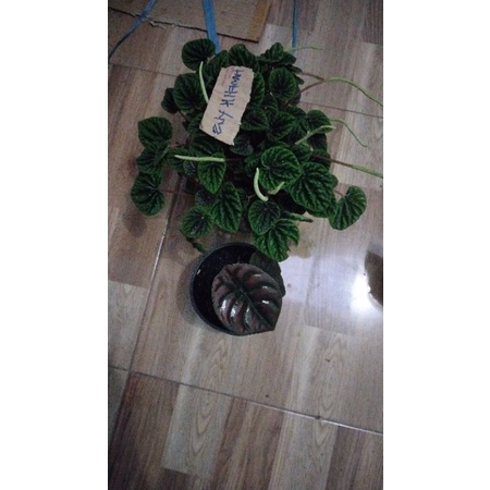 Tanamam Cuprea+Peperomia Kerut Hijau
