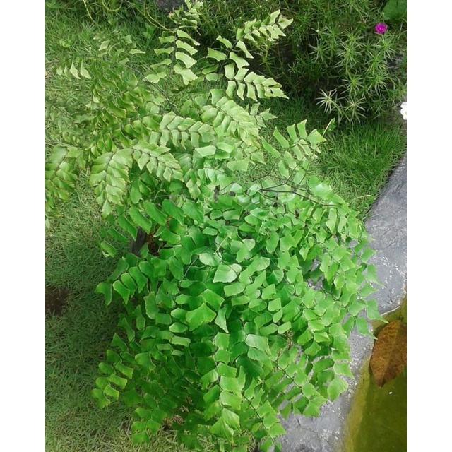 Tanaman Suplir gajah - suplir daun besar