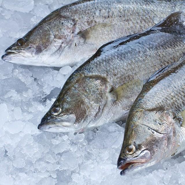 

Fisho | Ikan Kakap Putih 1Kg Ready stock