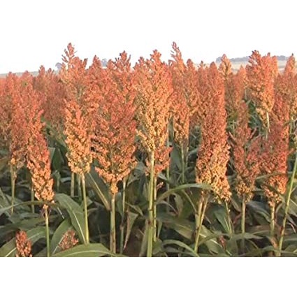 Benih-Bibit Sorghum Rox Orange Syrup Cane (Haira Seed)