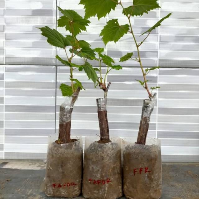 Bibit Anggur Import - Fafor asli super genjah