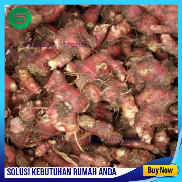 

Jahe Merah Segar untuk minuman kesehatan