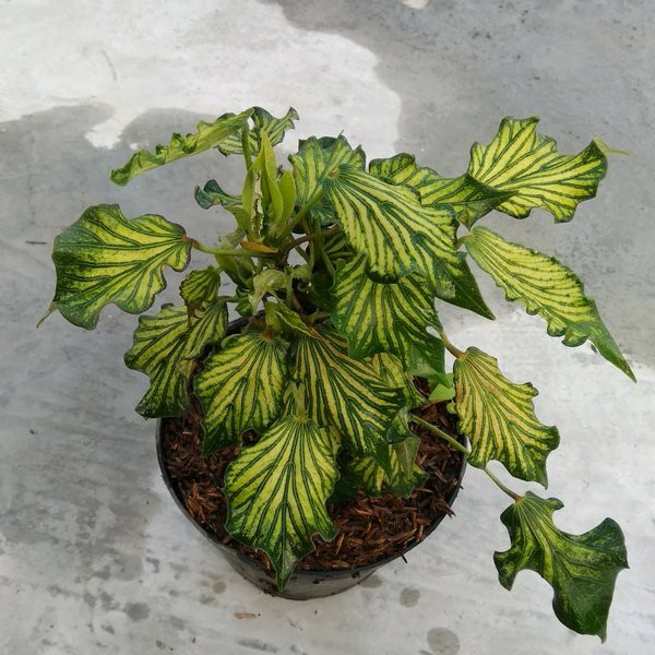 Bahan bonsai cangkok waru wayang