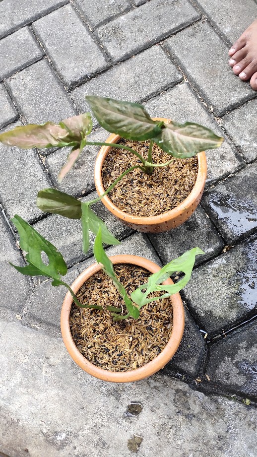Syngonium neon Robusta - Tanaman Hias Singonium Pink / Indoorplant