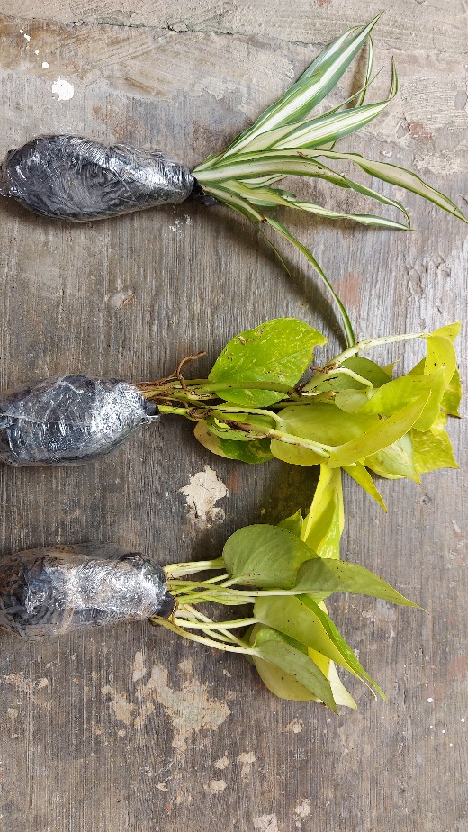 Tanaman Srigading Lemon - Sirih Gading Lemon - Srigading Love