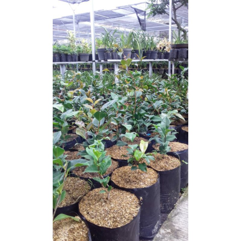 bibit bunga kamelia yg indah