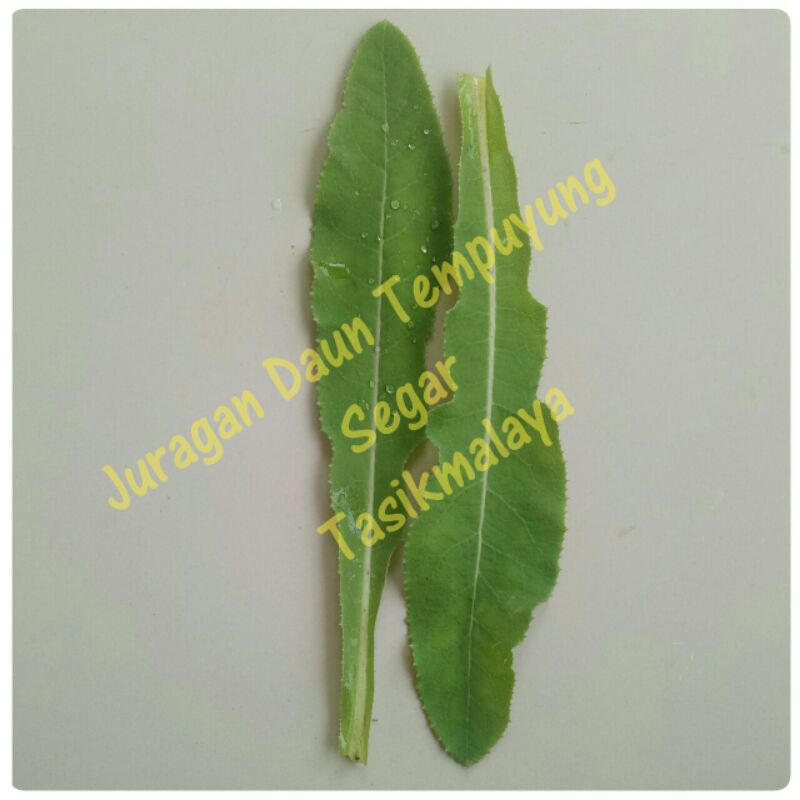 Daun Tempuyung Segar 50 gram, Obat Tanaman Herbal Batu Ginjal