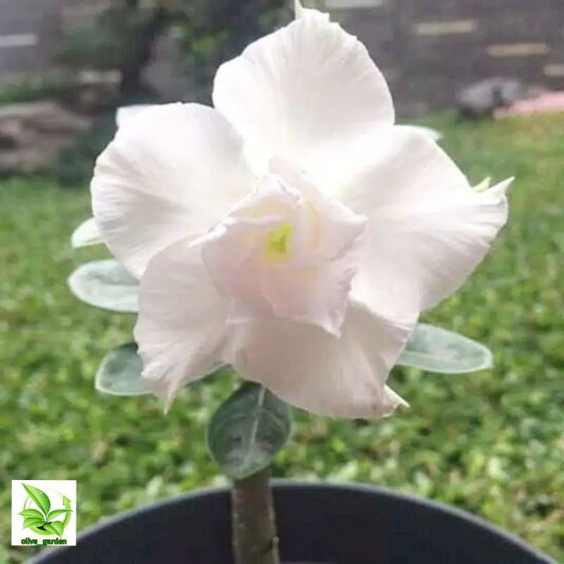 adenium bunga putih