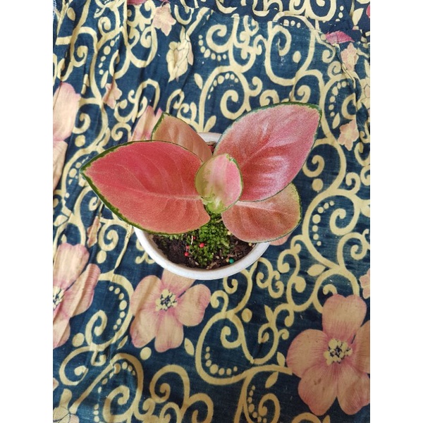 aglonema kochin brown remaja