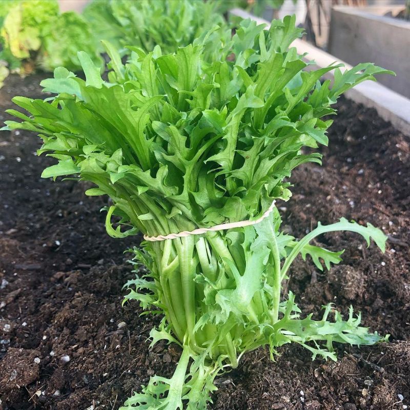 

Organik Premium Endive 3 pak