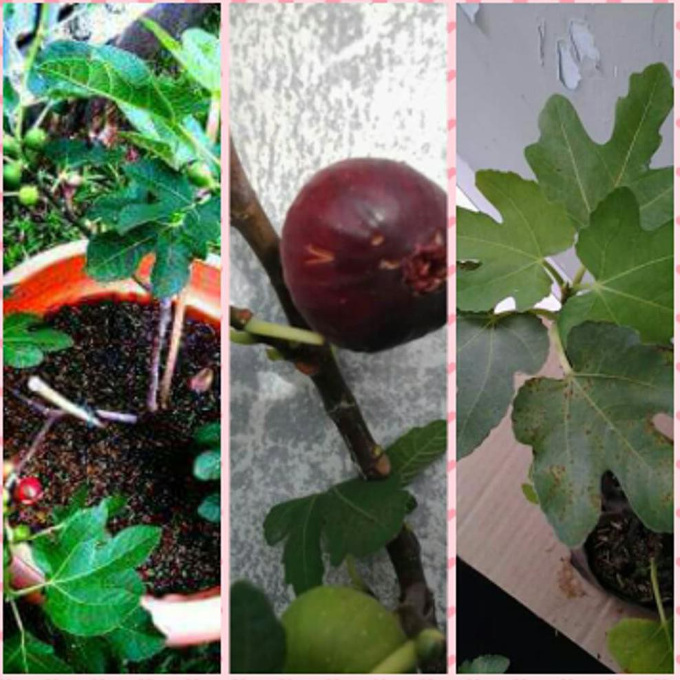 Bibit Buah Bibit Buah Tin Merah