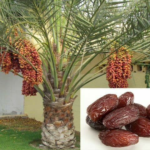 

Sedia berbagai bibit tanamn buah buahan kurma