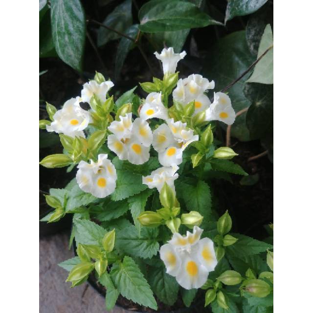 Tanaman Hias Torenia Putih