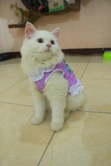 Baju cupcake ungu polkadot renda-renda untuk kucing dan anjing (baju kucing murah size S M L XL)