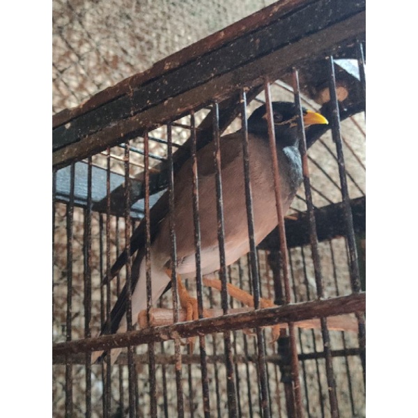 jalak nias gacoran jantan