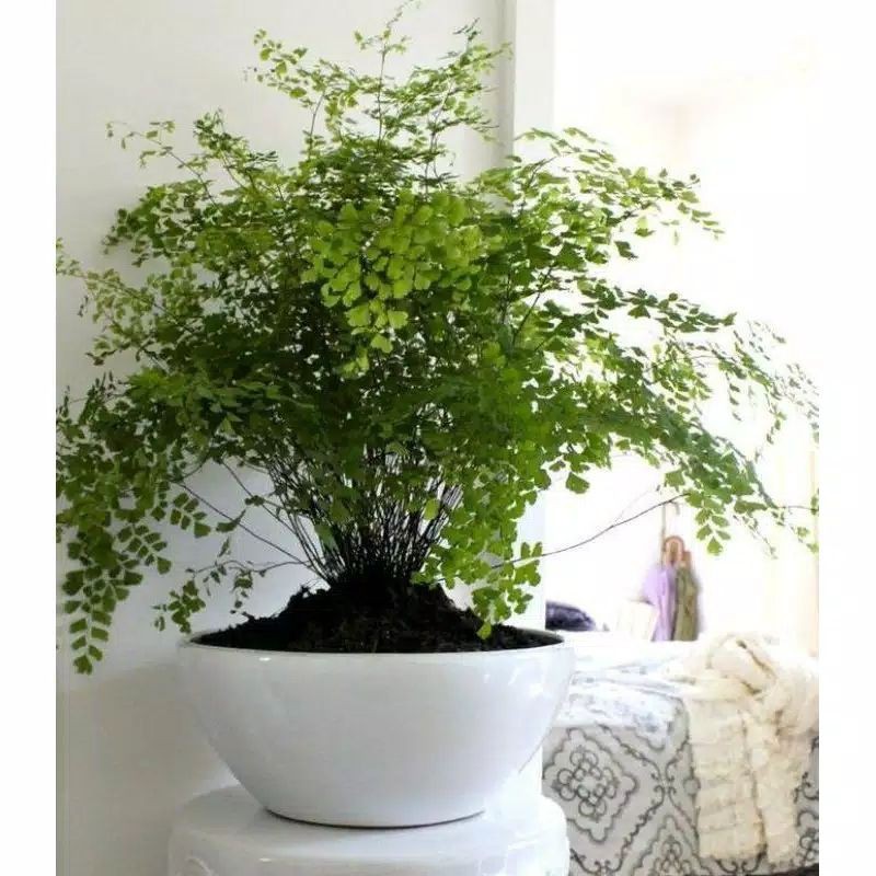 tanaman hias suplir/pot suplir/tanaman suplir