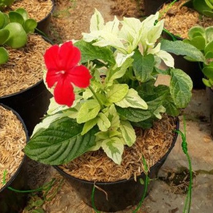 Tanaman hias ruellia