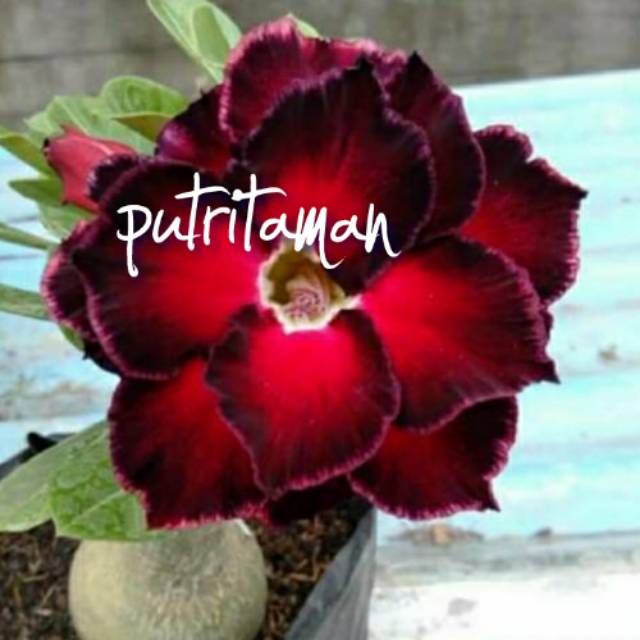 

Bibit Bunga Kamboja Adenium Spiderman