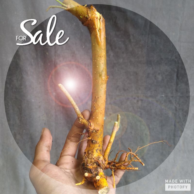 Murbei dongkel batang lurus