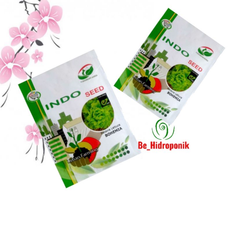 Benih Selada Batavia Bohemia Enza Zaden 1 gr