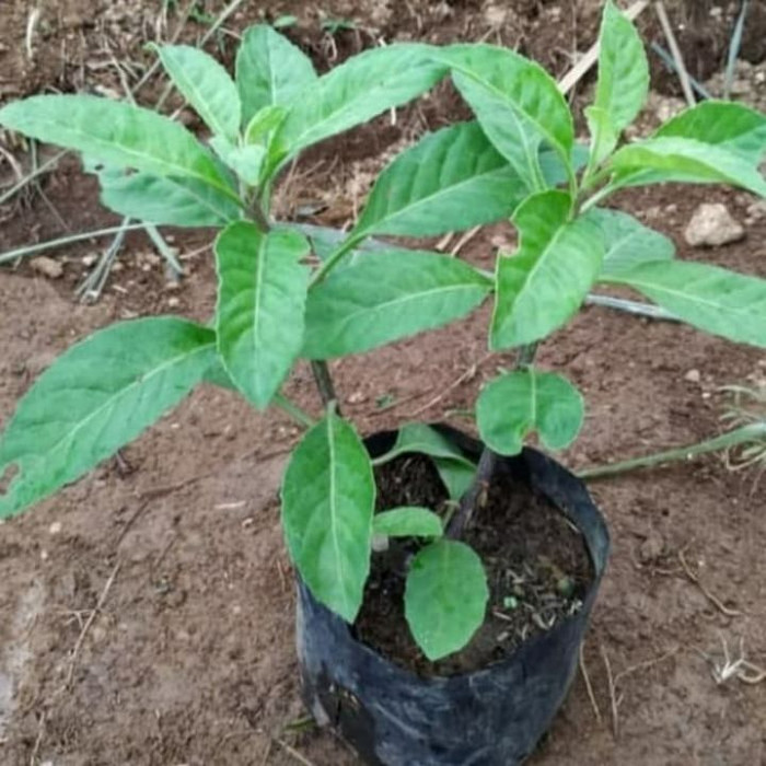 Tanaman Herbal Sambung Nyawa - Pohon Sambung Nyawa