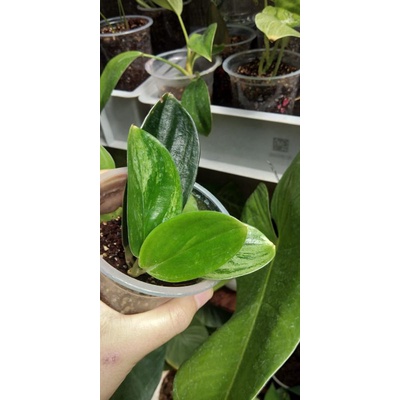 scindapsus treubii dark form varigata