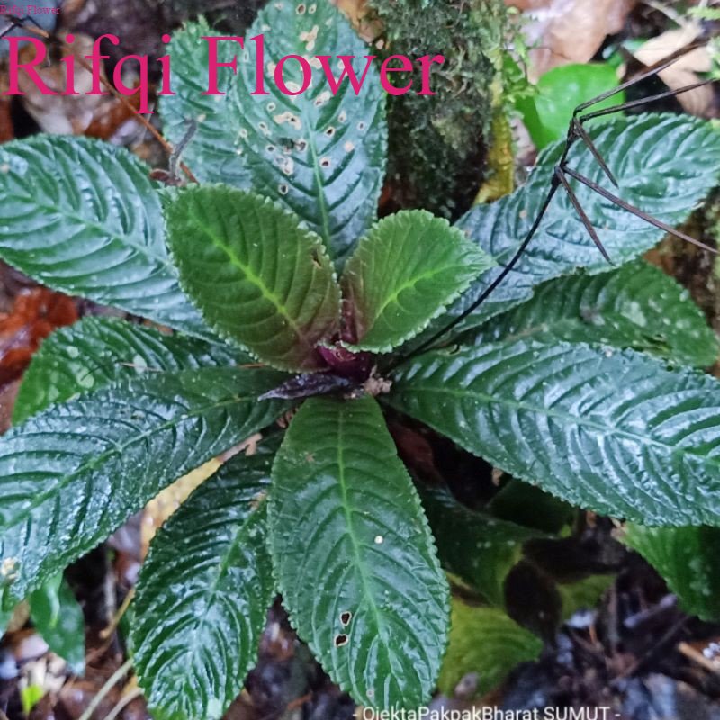 Tanaman Elatostema rugosum Sumatera Tanaman Hutan Sumatera Indoor Outdoor Rifqi Flower