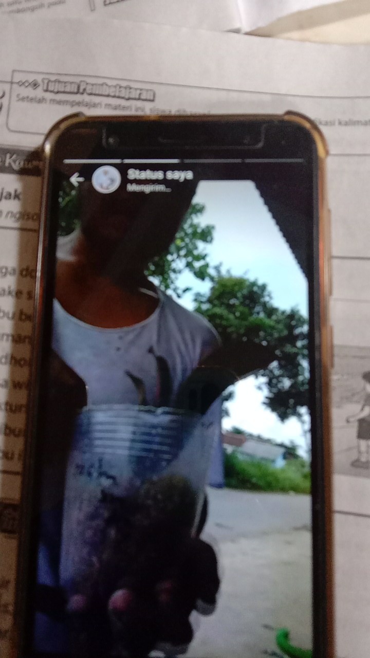 Anggrek Dewasa Bulan Chian Xian Dian Hybrid