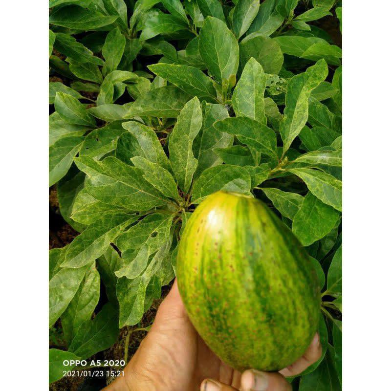 bibit alpukat varigata original cepat berbuah