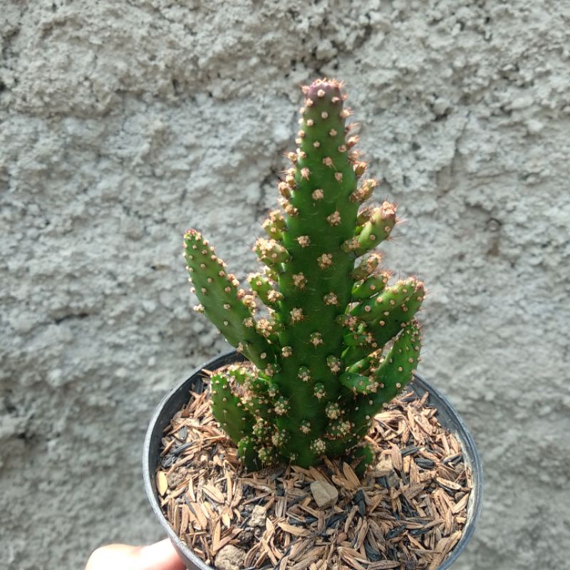 Opuntia Monacantha | Kaktus | D 10cm