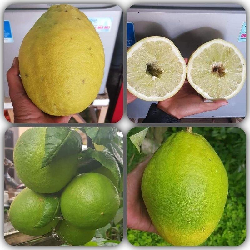 bibit jeruk lemon california jumbo|lemon impor super unggul cepat berbuah