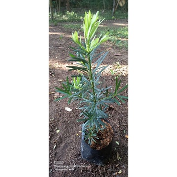 lohansung bahan bonsai