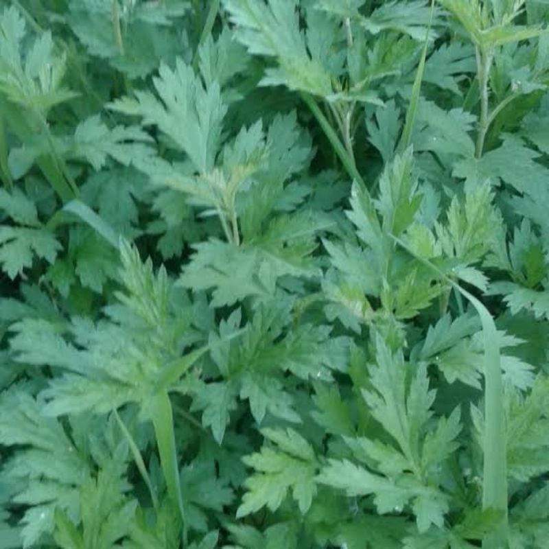 

daun baru cina segar plus akar 500gr