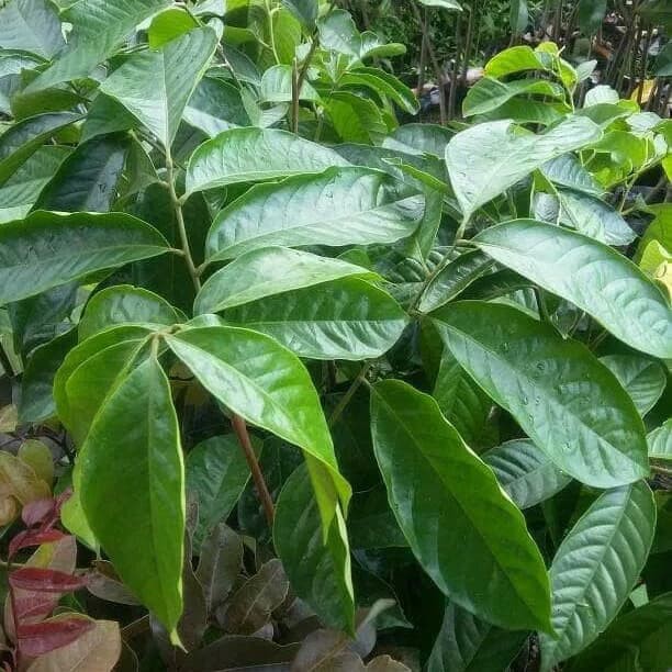 Bibit Duku Longkong Thailand Unggul Original