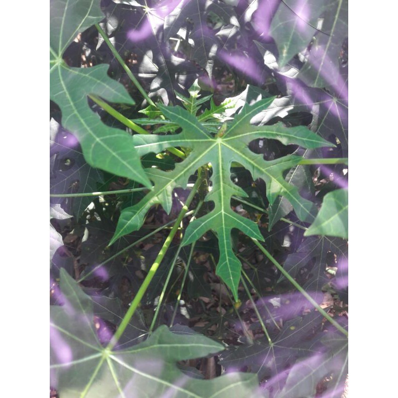 

daun singkong arab batang daun singkong lalapan daun singkong obat herbAl