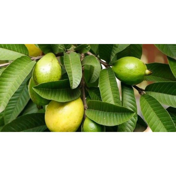 

Daun Jambu Biji - Menurunkan Kolesterol