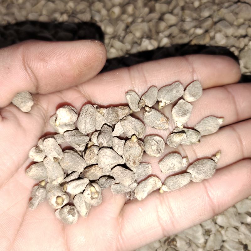 bibit porang SPORA / biji bunga porang super 100gr