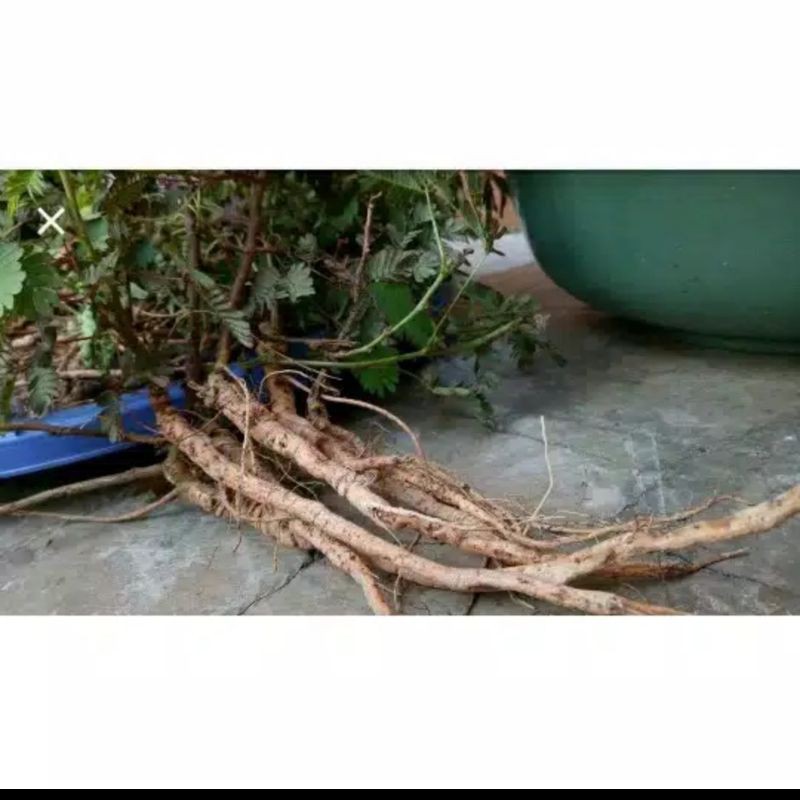 

herbal akar putri malu