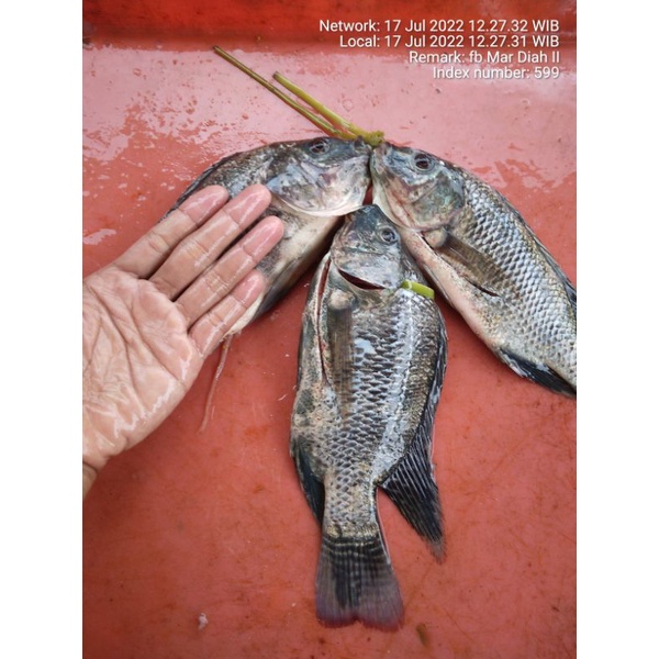 

Ikan mujaer murah fresh.. udah di bersihin