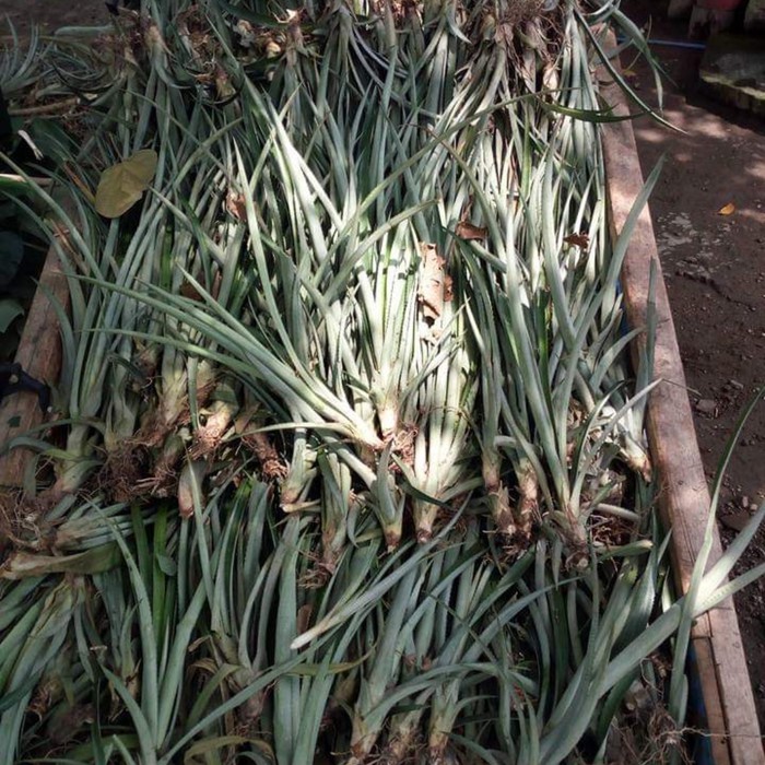 6 Bibit Nanas Bogor Madu Manis