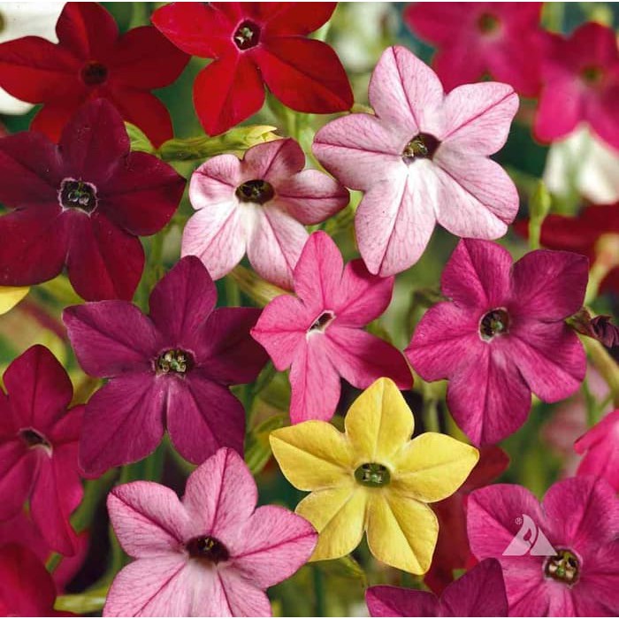 Benih Bibit Biji - Bunga Nicotiana Sensation Mixed Tobacco Flower Seeds - IMPORT