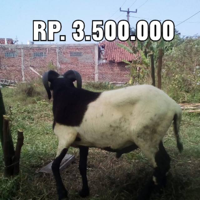 

jual domba qurban