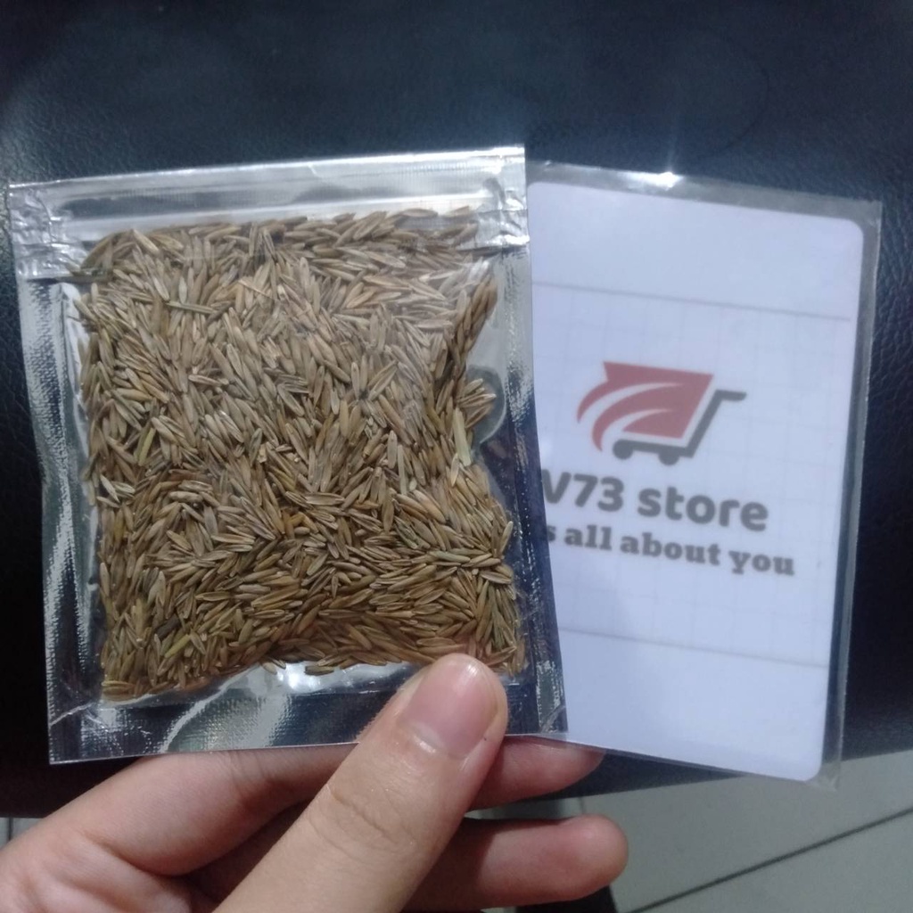 BIBIT BIG FESCUE 8GR TANAMAN AQUASCAPE BIBIT CARPET SEED